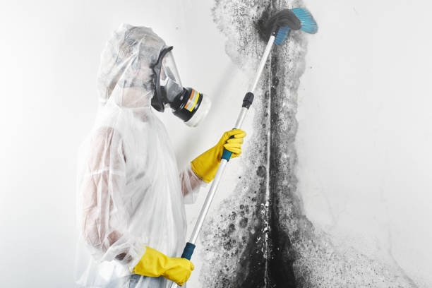 Best Emergency Mold Remediation  in Bradford, PA