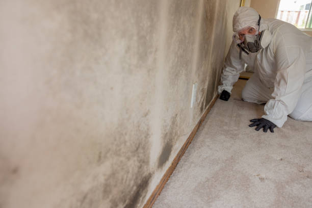 Best Mold Remediation for Healthcare Facilities  in Bradford, PA